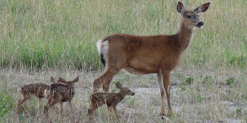 Deer Triplets