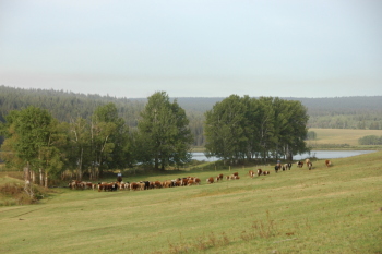Moving Cattle