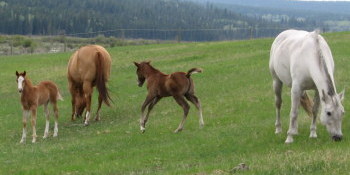 Quarter Horses & foals